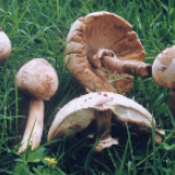 致命毒蘑菇又来了！碰到这些蘑菇可千万不要采摘食用