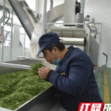 春茶开采 湘西州首条全自动茶叶加工生产线开始生产