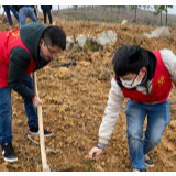 邵阳县诸甲亭乡：种植千株苗木护荒山