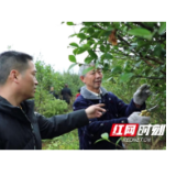邵阳县：产业支撑实现高质量脱贫