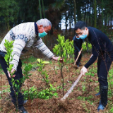 桃江:种下致富树 奔上脱贫路