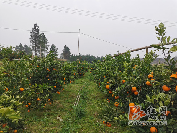 冷水滩区黄阳司镇百亩夏橙成熟在即