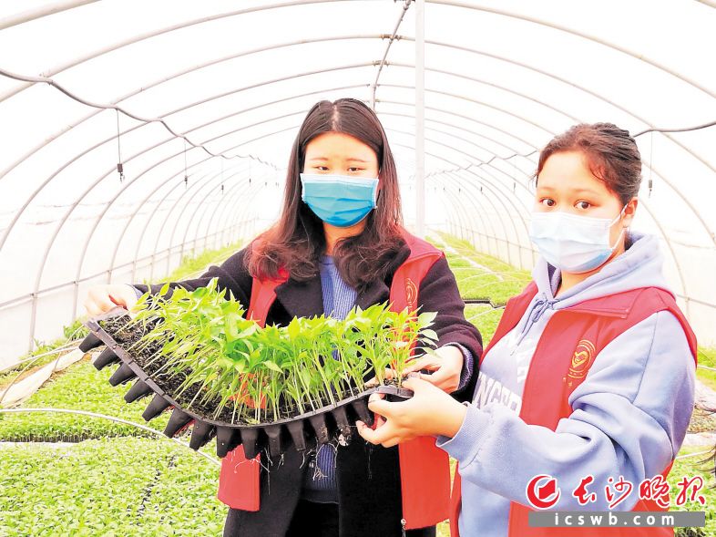 在喻家坳月亮湾蔬菜专业合作社,大学生志愿者帮忙打理大棚育苗。张禹 摄