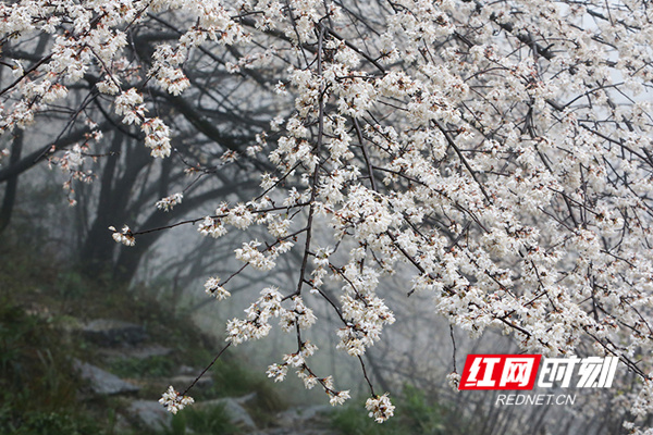 3月3日，在郴州市临武县镇南乡方仓村，万亩野生樱花美丽绽放，美得一塌糊涂。雨后中的樱花，在雾蒙蒙中随微风摇拽，似少女般含羞答答，窃窃私语，楚楚动人别样娇。（通讯员 陈卫平）