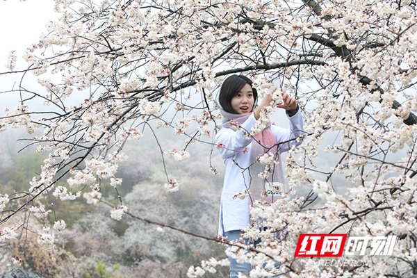 城里的姑娘知道美景后，一大早来到此处与花争艳。