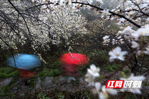 在细细的雨中，游人打开雨伞漫步樱花谷，色彩斑斓，别样风景。