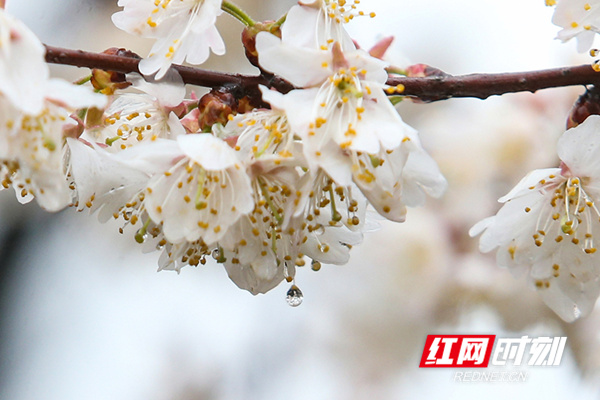 樱花中的水珠，犹如一对恋人，依依不舍。