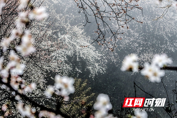 山峦之间的樱花，开的一团团，一簇簇。