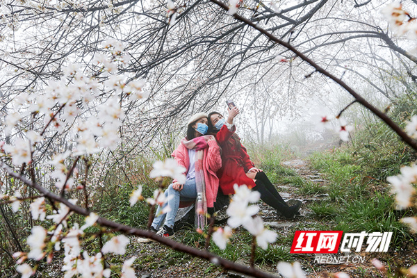 雾中拍樱花，把她凝住成回忆，在我们不经意的时候，当成一种深刻的纪念。