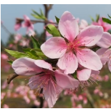 视频丨蓝山：桃李芬芳相映红 油菜花黄如诗画