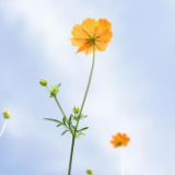 赵玉秦:党性，是一朵朴素的花