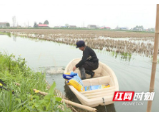 南县明山头镇: 人勤春早养虾忙 复产复工不误时