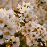 永州冷水滩：樱桃花怒放美如雪 春意盎然近眼前