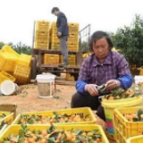 农产品销不动，急！政协委员来了一波解困操作