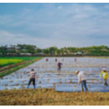 春之希望 | 惊蛰万物生，长沙春耕渲染希望的田野