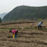 双牌：山区特色藤茶产业掀起复工潮