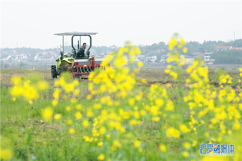 “今年，我们计划在全镇推广早稻种植面积近4万亩，建成范家园、屈原、新义三个村2000亩糯稻种植基地，全程实现机械化，确保今年粮食稳产增产。” 屈子祠镇相关负责人介绍，为全力抓好水稻机插推广工作，目前，屈子祠配备了小、中、大型拖拉机90台套，旋耕机130多台投入到春耕生产之中。