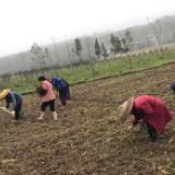 金洞凤凰：多措并举助力春耕备播