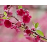 视频|城步：桃花盛开迎春来