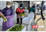 南县三仙湖镇：畅通农产品销售渠道，合作社“抱团”找出路