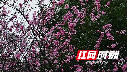 qq??20200305140642.marked.jpg
