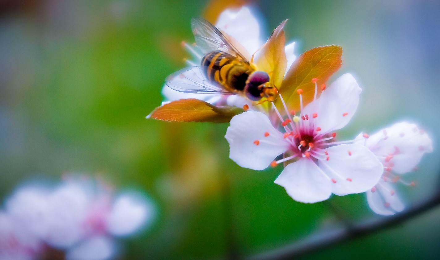 3月5日，河西一小区内桃花盛开，一只蜜蜂在枝头翩翩起舞。邹麟 摄