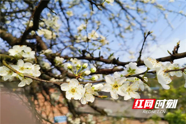 桃花粉蕾点染枝头柳树，新叶抽芽吐绿，烟红露绿晓风香，正是春光无限好！