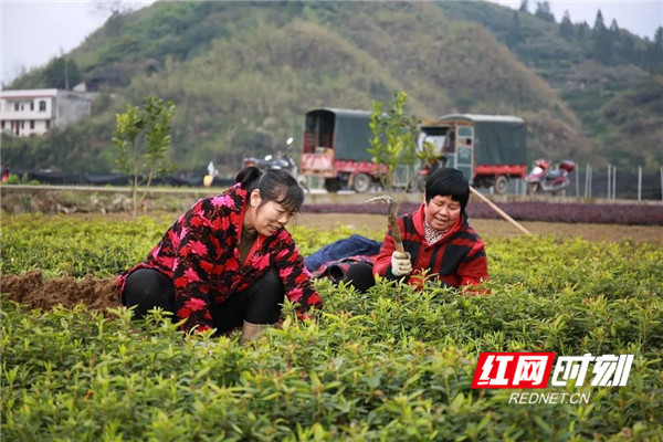 洪江区桂花园乡茅头园村农民正在忙着种植花苗