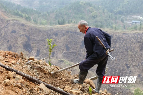 洪江区桂花园乡渔梁村油茶基地农民正在种植茶树苗
