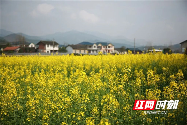 洪江区桂花园乡优胜村油菜花田