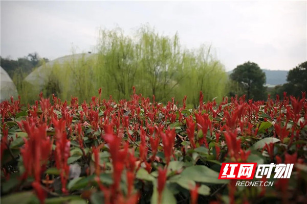 春雷响，万物长一切蛰伏的美好正在醒来愿你春安，愿你如意愿你不负春光，不负自己！