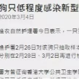 犬只确诊感染新冠肺炎 城市养犬疫情如何防控?