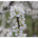 视频丨东安：百花绽放迎客来