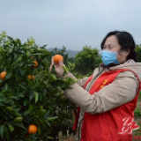 东安：政协党员干部为滞销柑橘找“婆家”