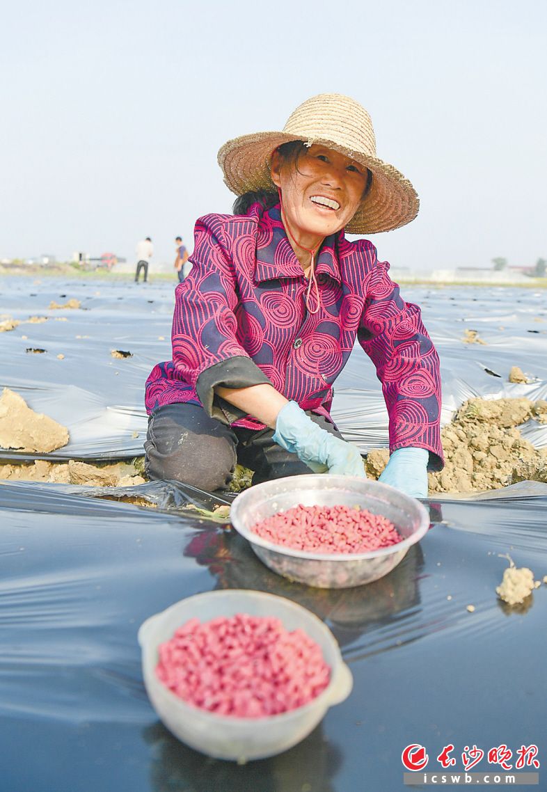 　　浏阳市沿溪镇沙龙村蔬菜示范基地，村民正在忙着栽种豆角。