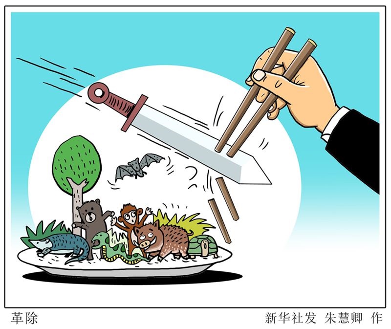 云宝早自习全国政协委员建议制定野生动物分级保护措施