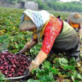 决战决胜，湖南扶贫干部听令｜习近平总书记重要讲话响彻三湘