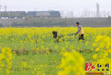 东安：田野花香伴春耕 