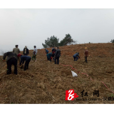 保靖碗米坡：科技特派员保驾护航农事