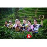 保靖县葫芦镇：“互助五兴”助力春茶采收