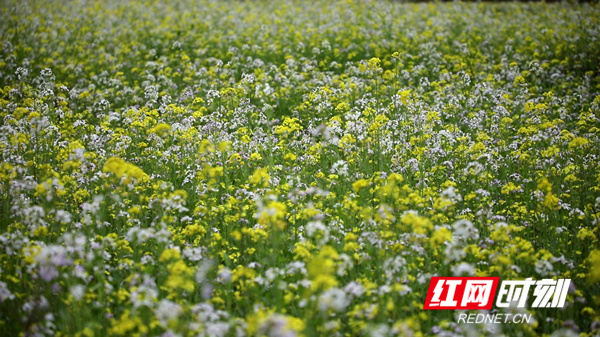 日前，在永州新田县新圩镇石门头村的杂粮种植示范基地里，连片的油菜花、萝卜花、紫云英竞相绽放，星星点点的紫云英、金灿灿的油菜花、雪白的萝卜花交织在一起，构成了一道绚烂多彩的田园风景。（新田融媒记者 蒋军君）