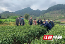 湖南省农科院茶叶所专家赴吉首调研指导春季新茶生产