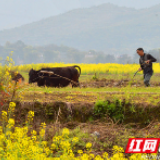 不负春光 不误农时 永州掀起春耕备耕热潮