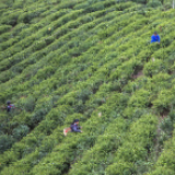 蓝山：惊蛰时节采茶忙（图）