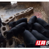 【脱贫计】贫困户唐仕潮养猪脱贫记