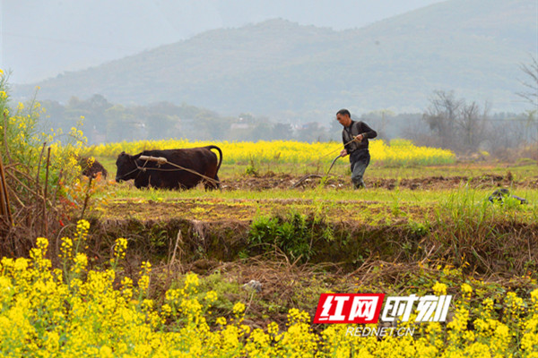 江永县上江圩镇甘益村农民在耕田。.jpg