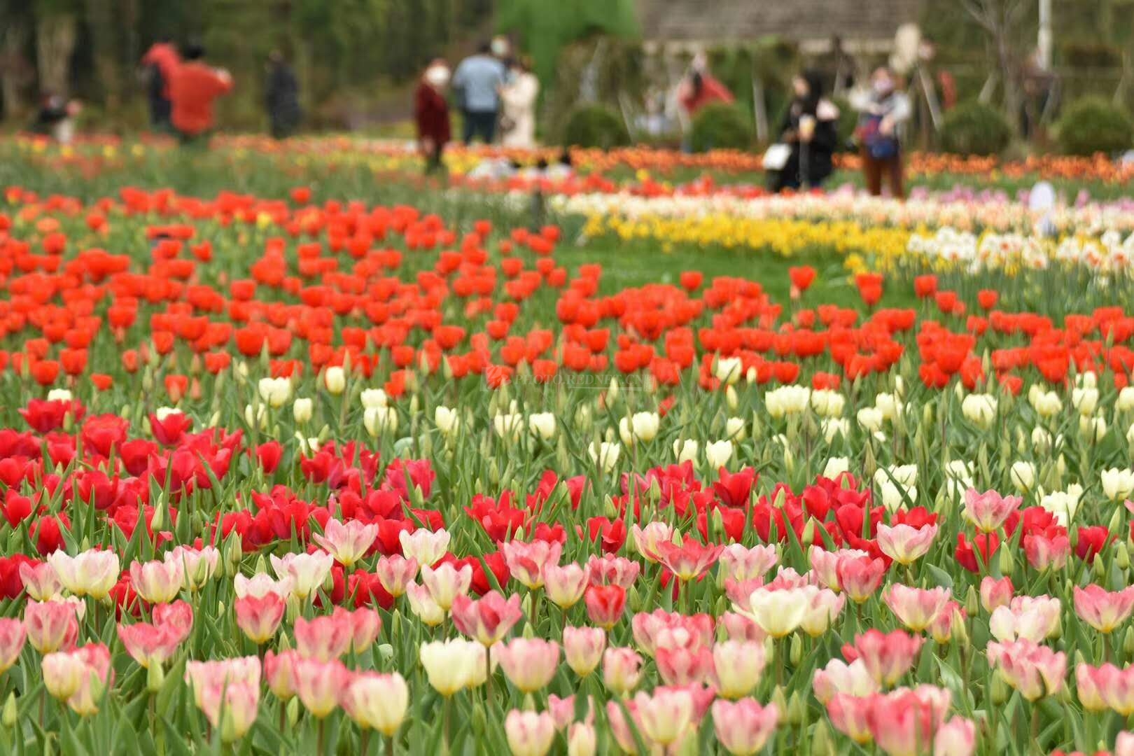 春风十里百花怒放 省植物园变身“樱的国”丨航拍长沙-长沙-长沙晚报网
