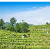 【地评线】荔枝网评：决战决胜，为人类减贫事业再作贡献