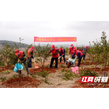 邵阳县供电公司  “志愿者服务队”助力油茶基地复工复产