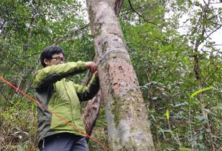 宁远发现4株伯乐树 系国家一级重点保护野生植物